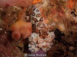 Found him at Richelieu Rock currents very strong!! Taken ... by Julie Sisson 